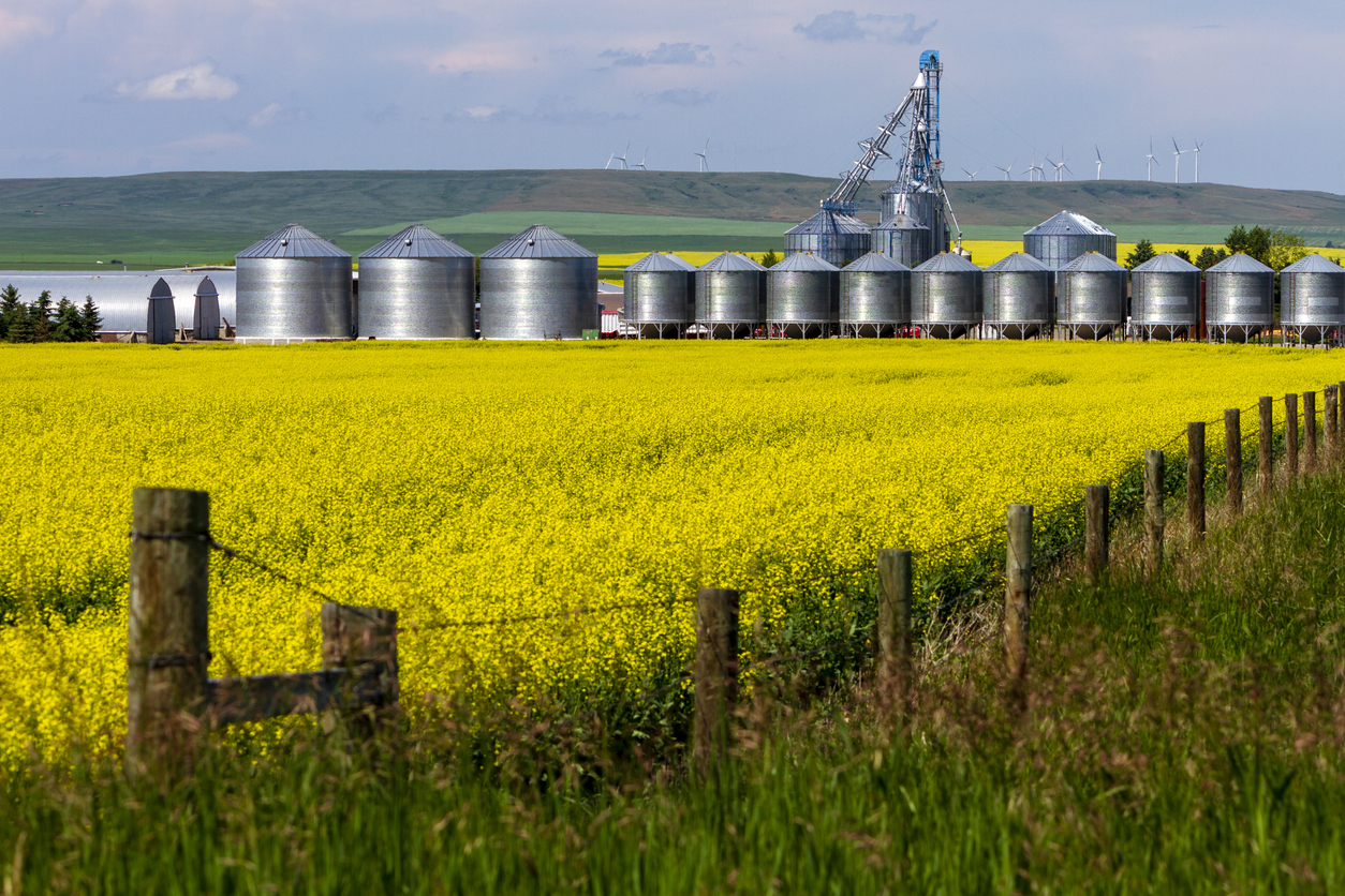 Landscape of yellow canola field in bloom with agricultural equipment storage containers in the Canadian Prairies small town of Pincher Creek, Alberta, Canada.